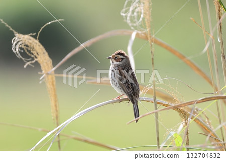 A Common Bunting perched on the grass 132704832