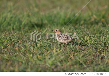 Summer plumage of a red-breasted skylark walking through a grassland 132704833