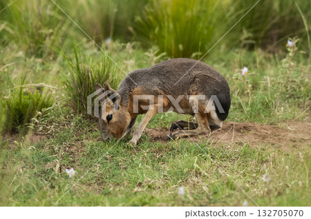 Patagonian Cavi.Peninsula de Valdes Patagonian Cavi.Peninsula de Valdes 132705070
