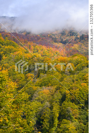 Clouds and mist and the beginning of autumn leaves on the mountain [Otari Village, Kitaazumi District] 132705366