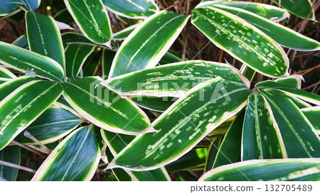 Kuma bamboo grass 132705489