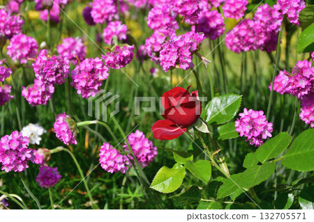 Roses bloom on the Promenade Pereire in Paris in spring, May 8, 2022. 132705571