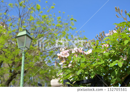 Roses bloom on the Promenade Pereire in Paris in spring, May 8, 2022. Roses bloom on the Promenade Pereire in Paris in spring, May 8, 2022. 132705581