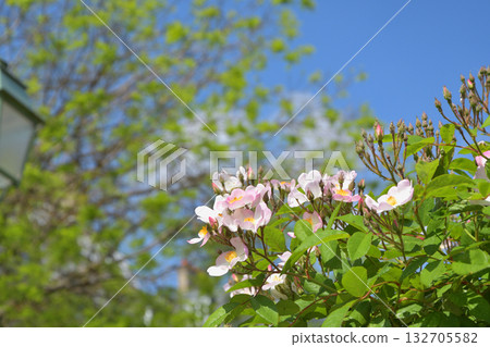 Roses bloom on the Promenade Pereire in Paris in spring, May 8, 2022. Roses bloom on the Promenade Pereire in Paris in spring, May 8, 2022. 132705582
