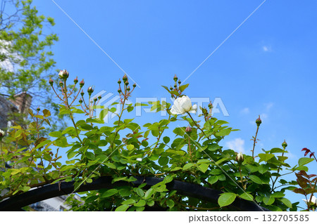 Roses bloom on the Promenade Pereire in Paris in spring, May 8, 2022. 132705585