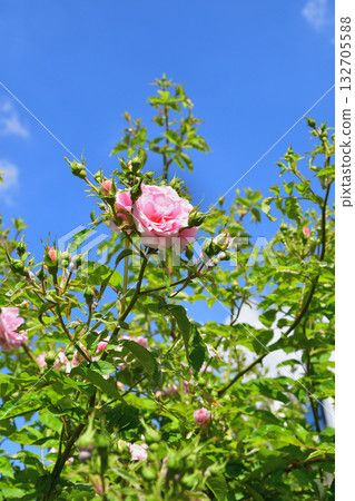 Roses bloom on the Promenade Pereire in Paris in spring, May 8, 2022. Roses bloom on the Promenade Pereire in Paris in spring, May 8, 2022. 132705588
