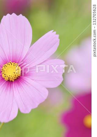 波斯菊花田-柔和的秋日景色 波斯菊花田-柔和的秋日景色 132705628