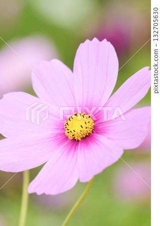 Cosmos flower field - A gentle autumn landscape 132705630