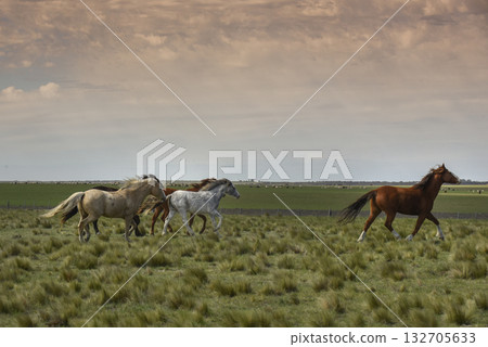 Herd of horses in the coutryside, La Pampa province, Patagonia,  Argentina. 132705633