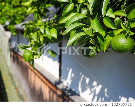 景觀與夏天的橘子 132705731