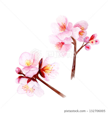 Cherry blossom branch set, delicate pink petals and soft gradients. Hand-painted watercolor clip art isolated on white, perfect for spring decor, wedding invitations, Asian design, or floral projects 132706005