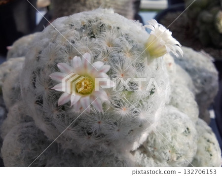 泰國仙人掌花 132706153