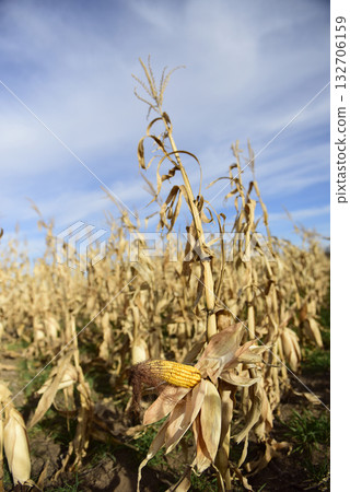 Corn cob growing on plant ready to harvest, Argentine Countryside, Buenos Aires Province, Argentina Corn cob growing on plant ready to harvest, Argentine Countryside, Buenos Aires Province, Argentina 132706159