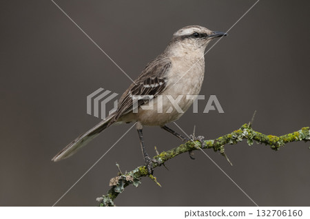 Chalk browed Mockingbird, La Pampa Province, Patagonia, Argentina Chalk browed Mockingbird, La Pampa Province, Patagonia, Argentina 132706160