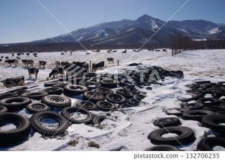 Fermented feed storage for dairy cows in the cool climate of Tokachi 1 Fermented feed storage for dairy cows in the cool climate of Tokachi 1 132706235