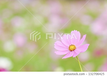 A relaxing space filled with softly blooming cute cosmos A relaxing space filled with softly blooming cute cosmos 132706425