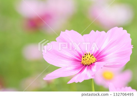 A relaxing space filled with softly blooming cute cosmos 132706495