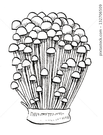 Pen drawing of Enoki mushroom 132706509