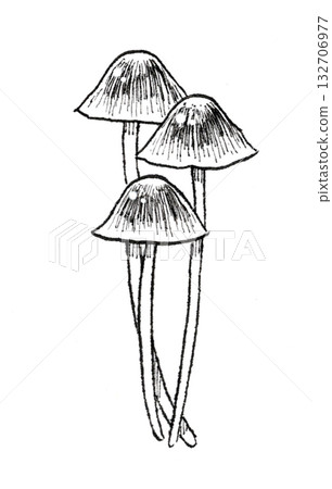 Pen drawing of Kobaitake mushroom Pen drawing of Kobaitake mushroom 132706977