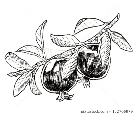 石榴鋼筆畫 132706979