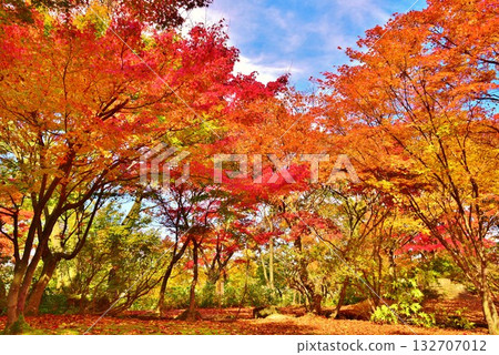 Autumn leaves in the Momiji Garden in Nagaoka City, Niigata Prefecture 132707012
