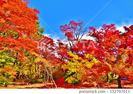 新潟縣長岡市紅葉庭園的秋葉 新潟縣長岡市紅葉庭園的秋葉 132707013