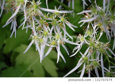 Close-up view of a fully bloomed white-petaled sweetgum flower Close-up view of a fully bloomed white-petaled sweetgum flower 132707074