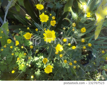 家庭花壇裡的黃色菊花 家庭花壇裡的黃色菊花 132707523