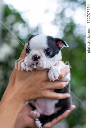 Boston terrier puppy and woman 132707564