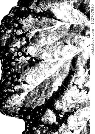 Black and White Leaf Texture with Vein Pattern 132707980
