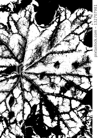 Black and White Leaf Texture with Vein Pattern Black and White Leaf Texture with Vein Pattern 132707981