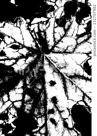 Black and White Leaf Texture with Vein Pattern Black and White Leaf Texture with Vein Pattern 132707982