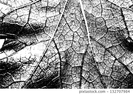 Black and White Leaf Texture with Vein Pattern Black and White Leaf Texture with Vein Pattern 132707984