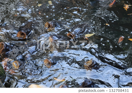 鯉魚 132708431