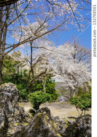 Cherry blossoms in the gardens of the Suwa Castle ruins at Ichijodani Asakura clan ruins (Fukui) 132708501