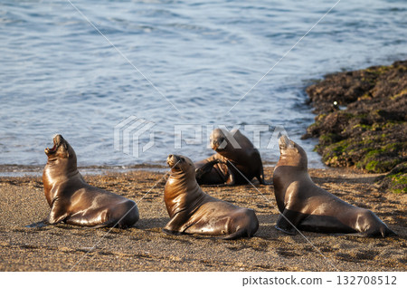 Sea Lions on beach, Peninsula Valdes, World Heritage Site, Patagonia, Argentina Sea Lions on beach, Peninsula Valdes, World Heritage Site, Patagonia, Argentina 132708512