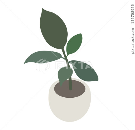 Isometric illustration of a potted rubber tree Isometric illustration of a potted rubber tree 132708926