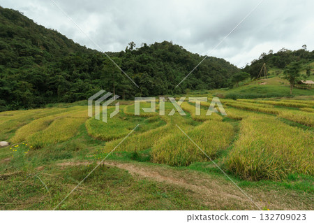 Beautiful step of rice terrace Beautiful step of rice terrace 132709023