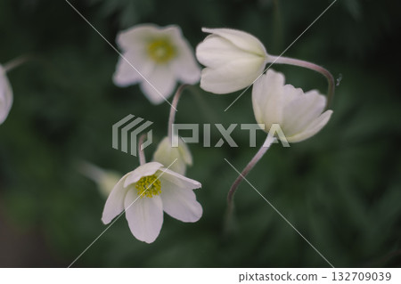 The cycle of white anemone flowers The cycle of white anemone flowers 132709039