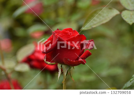 鮮紅的秋玫瑰 鮮紅的秋玫瑰 132709058