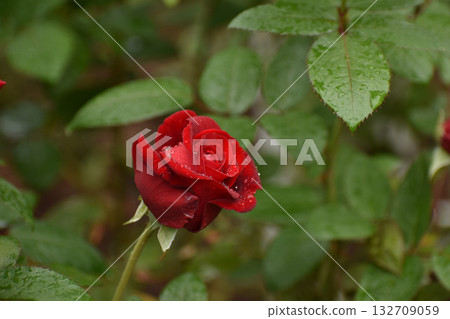 鮮紅的秋玫瑰 鮮紅的秋玫瑰 132709059