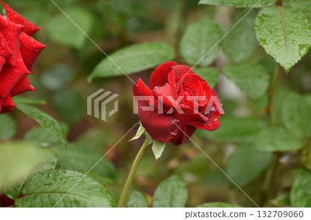 鮮紅的秋玫瑰 鮮紅的秋玫瑰 132709060