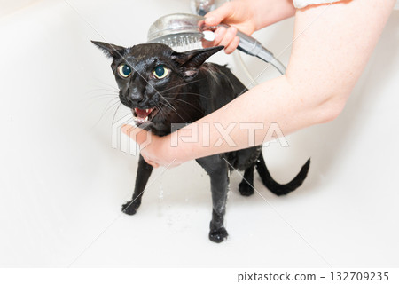 Cat taking shower Cat taking shower 132709235