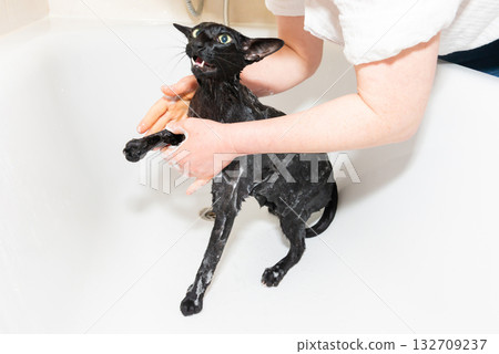 Cat taking shower 132709237