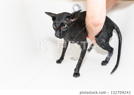 Cat taking shower 132709241