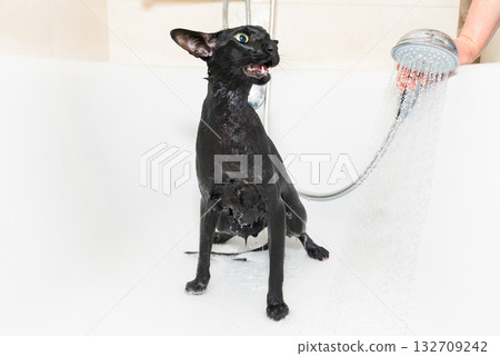 Cat taking shower 132709242