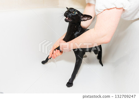 Cat taking shower 132709247