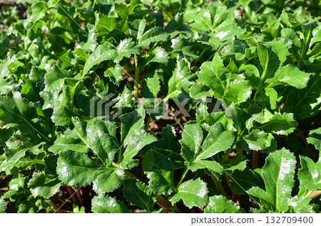 Glehnia (Apiaceae) and bellflower leaves Glehnia (Apiaceae) and bellflower leaves 132709400
