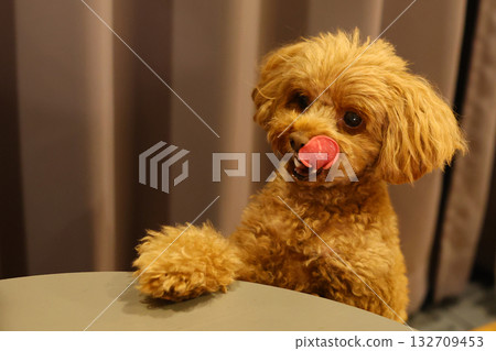 Toy poodle asking for a treat 132709453