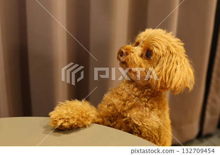 玩具貴賓狗討要零食 132709454